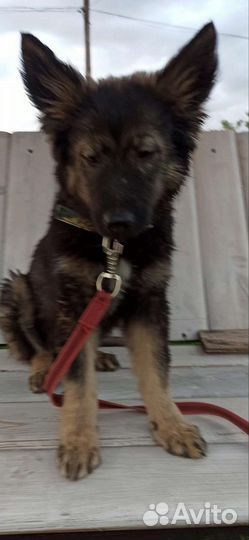 Рекс - красивый воспитанный щенок