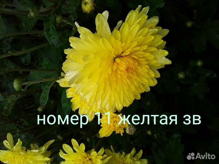 Хризантемы