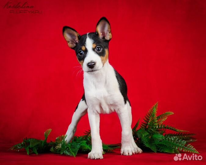 Басенджи щенки РКФ, привиты, приучены