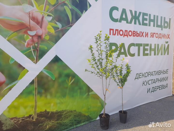 Гибискус древовидный