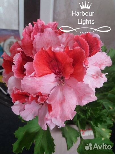 Королевские пеларгонии