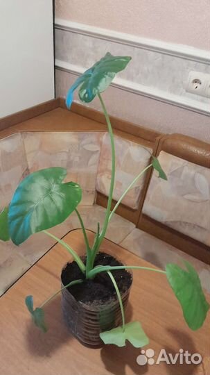 Комнатные цветы