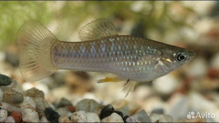 Пецилии, гуппи mix