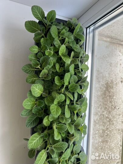 Глоксинии смечь