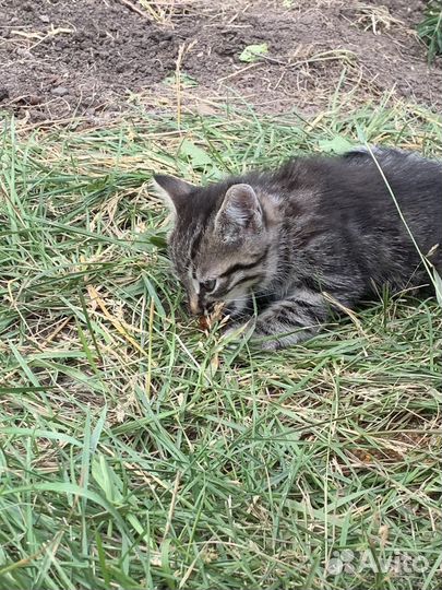 Котенок