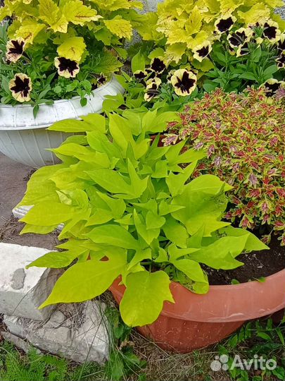 Ипомея батат