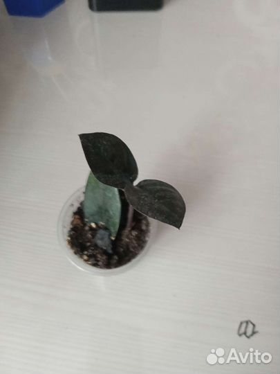 Замиокулькас черный