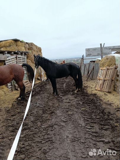 Лошадь жеребец