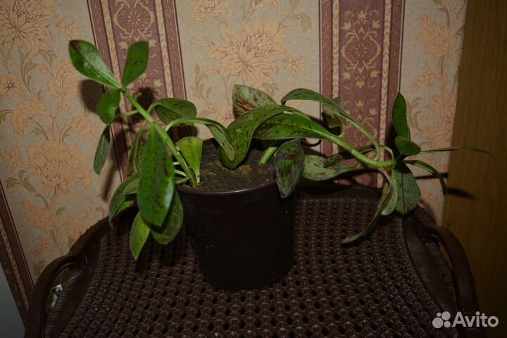 Комнатные цветы - Рео, Хлорофитум, Гемантус