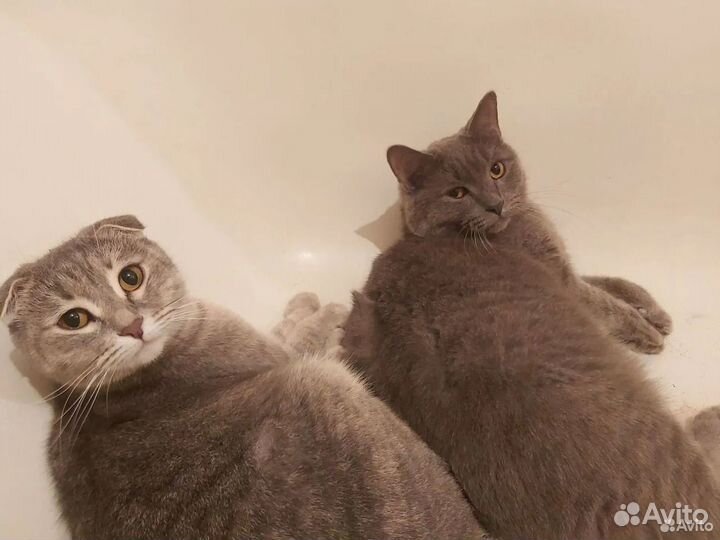 Британец и вислоухая кошечки ищут добрые ручки