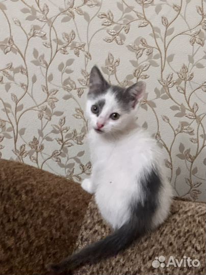 Котенок мальчик 1 месяц