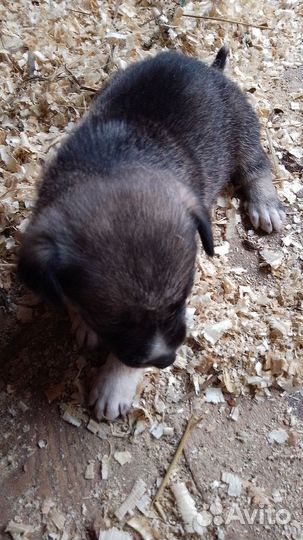 Щенята помесь лайки