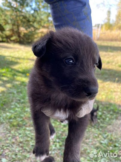 Отдам щенка мальчик