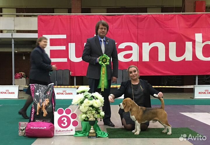 Кобель для вязки. Бигль