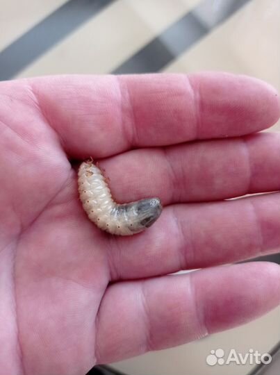 Личинка майского жука