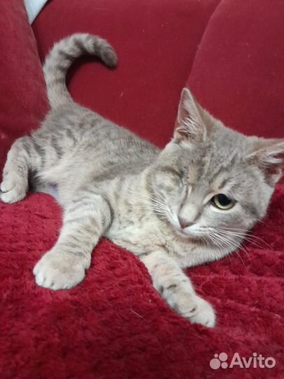 Кошечка в добрые руки