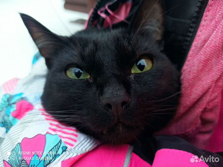 Передержка кошек/котов