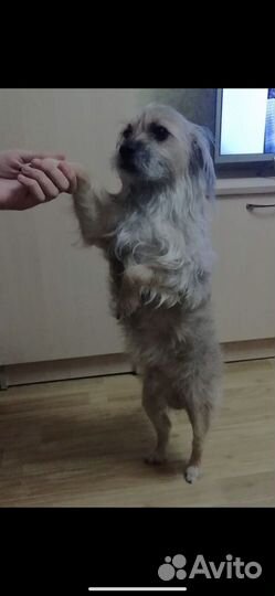 Маленькая собачка в добрые руки