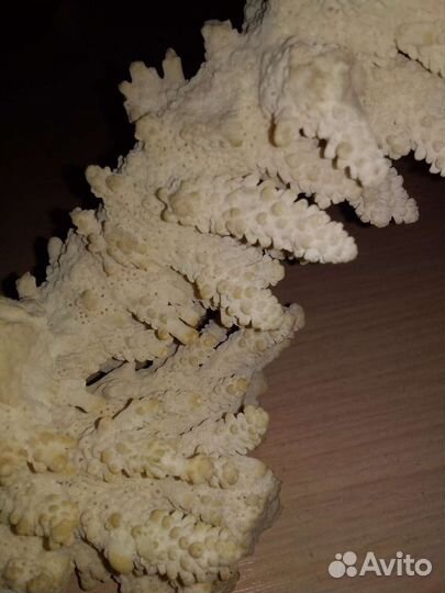 Коралл морской