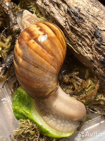 Улитки Ахатины, 2 подружки (Альбино+обычная)