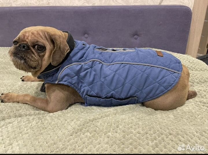 Куртка для маленькой собаки