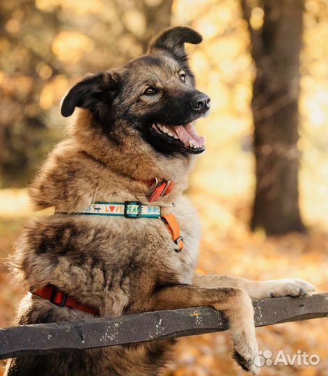 Собака бесплатно в добрые руки