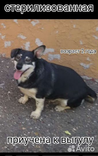 Щенки собачки привиты