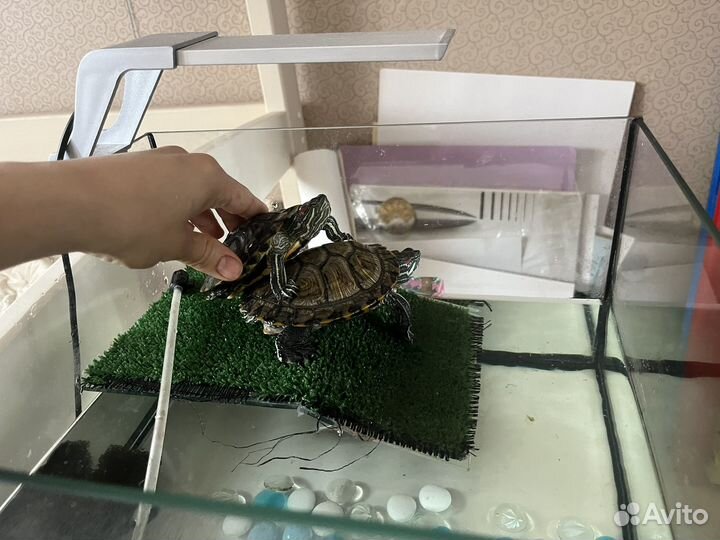 Красноухая черепаха бесплатно