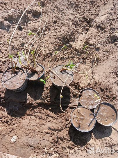 Виноград девичий укорененный декоративный