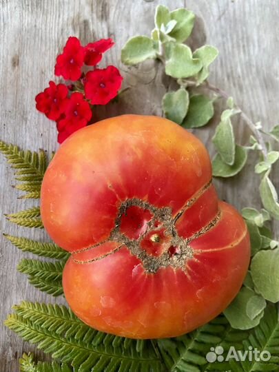 Семена редкого томата медовуха