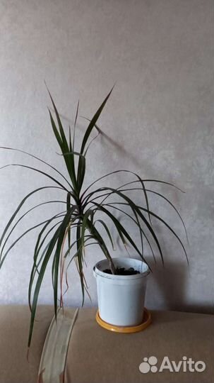 Комнатный цветок. /Драцена