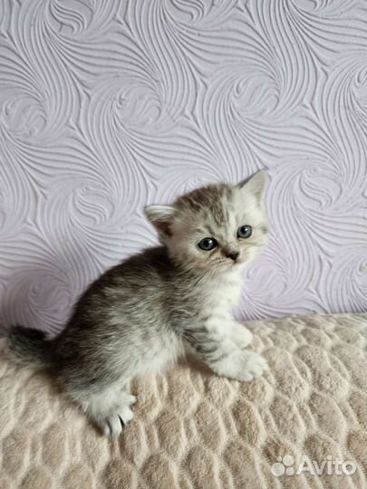 Шотландская