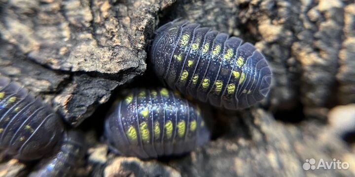 Мокрицы (isopod)