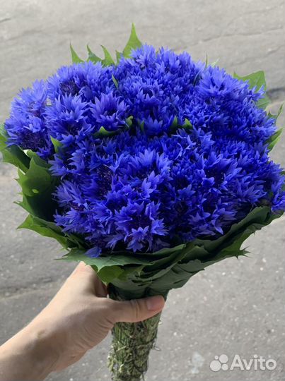 Васильки букет