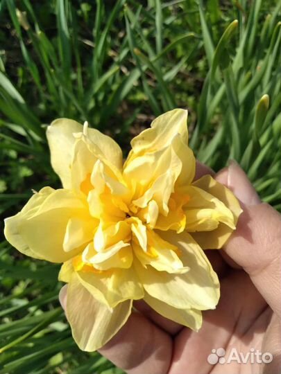 Цветы люпины,нарцыссы, ромашки