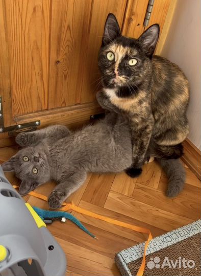 Кошка в дар