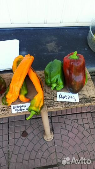 Перец палермо семена