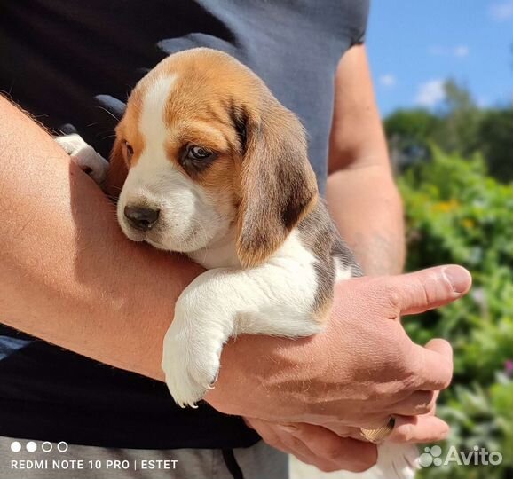 Мини Бигль щенки