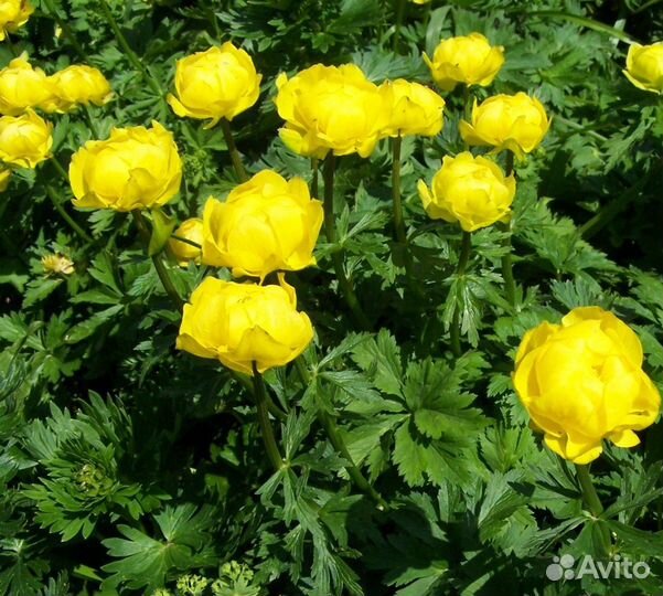 Купальница европейская Lemon Supreme Саженцы, Расс