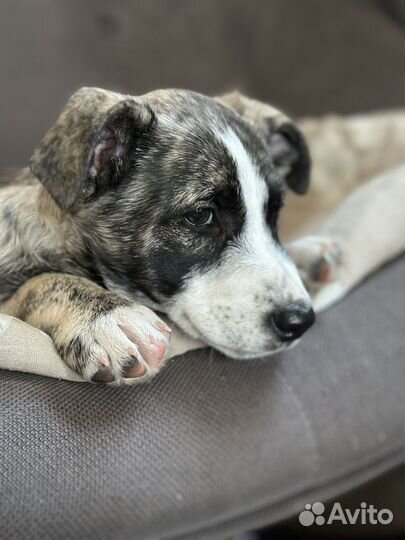 Малыш Оскар ищет любящий дом