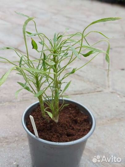 Пеларгония медуза Рубикон