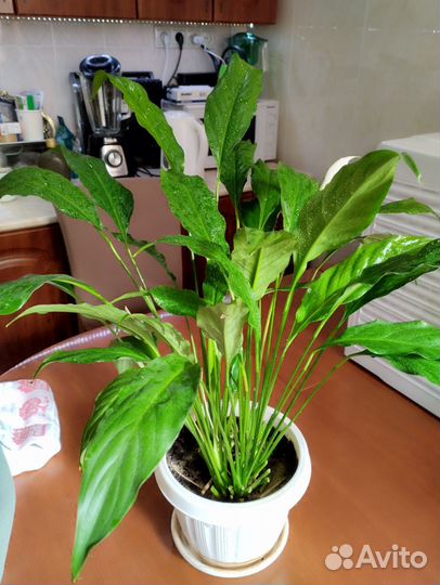 Спатифиллум