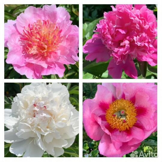 Пионы сортовые