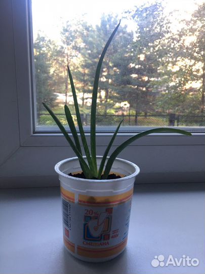 Спатифилум, алоэ-вера (комнатные растения)