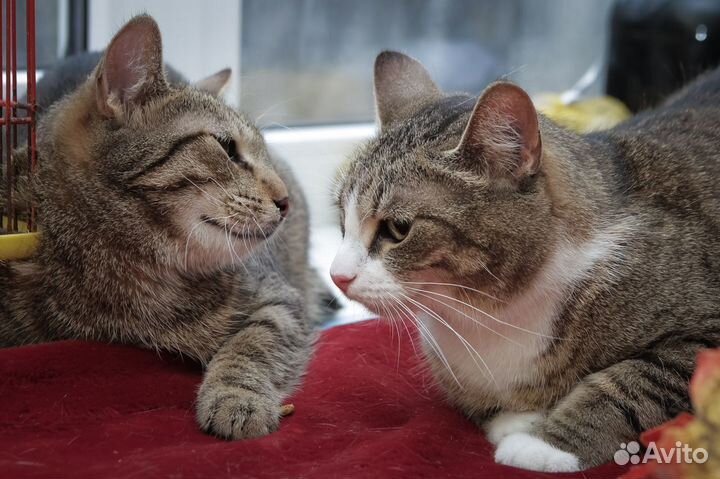 Кошка в дар бесплатно