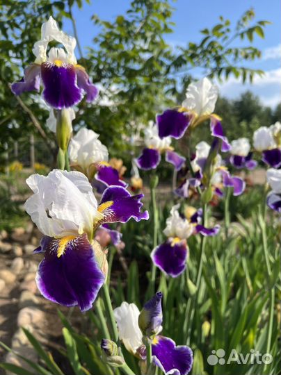 Ирисы бородатые