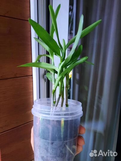 Орхидея дендробиум