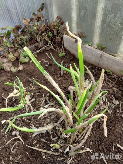 Многолетний лук