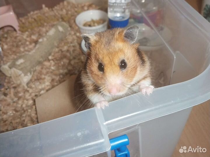 Сирийский хомяк бесплатно