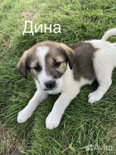 Собака в добрые руки щенок